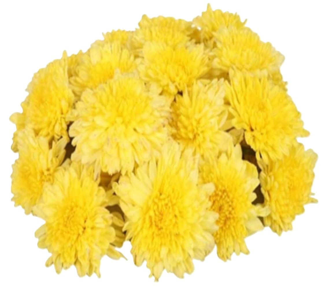Fresh Chrysanthemum/Shevanti Flower Yellow, 100 g image 2