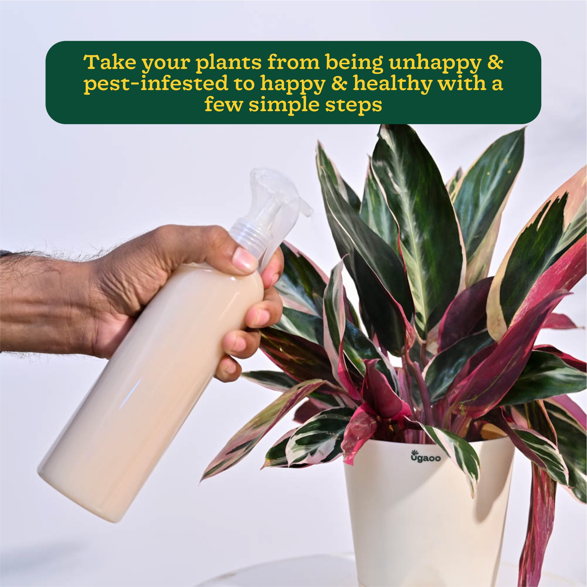 Ugaoo Neem Oil Spray for Plants & Garden - Highly Effective on Plant Insects (250 ml) image 3