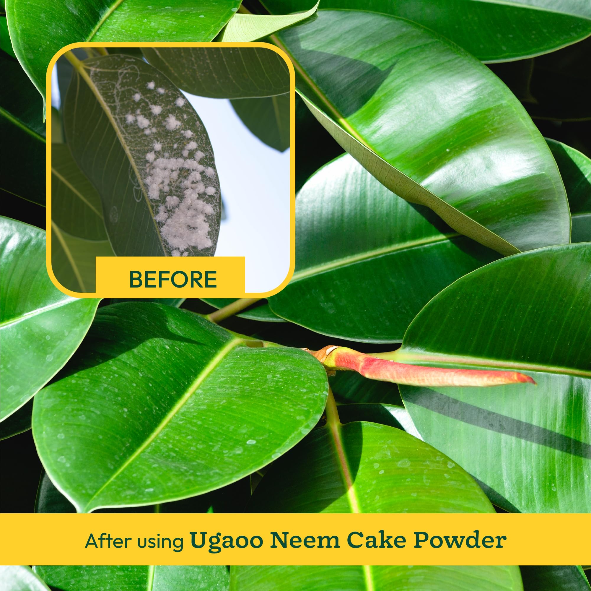 Ugaoo Neem Cake Powder for Plants 5 Kg - Organic Fertilizer & Pest Repellent image 3