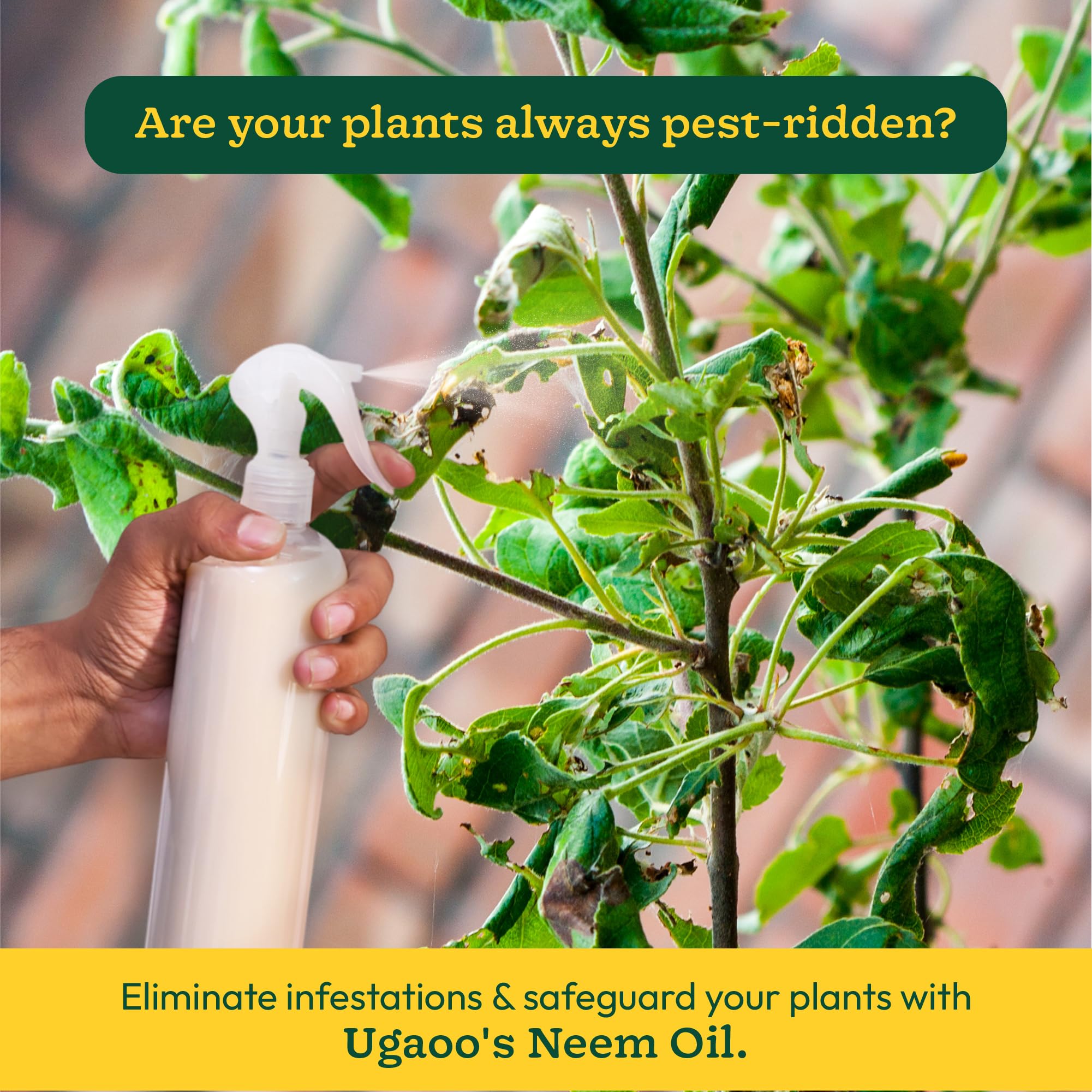 Ugaoo Neem Oil Spray for Plants & Garden - Highly Effective on Plant Insects (250 ml) image 2